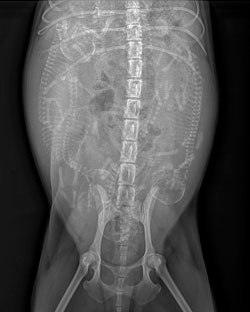 Panel: Companion Animal Pregnancy