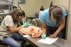 Panel: Dog Dental