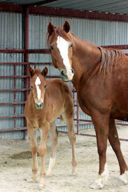 Mare & Foal